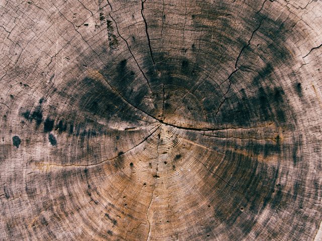 Picture of an old tree with lots of rings and lots of ageing.